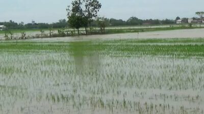 Petani Padi Desa Seberang Taluk Hilir Terancam Gagal Panen