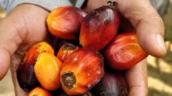 3 Pekerjaan yang Dianggap Sepele Tetapi Menghasilkan Banyak Uang