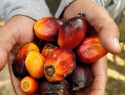 3 Pekerjaan yang Dianggap Sepele Tetapi Menghasilkan Banyak Uang