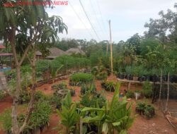 TOGA Menjadi Prioritas Tim PKK Desa Trijaya dalam Menciptakan Hidup Sehat