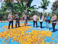 Panen Raya Jagung Kuartal II di Desa Sumber harapan