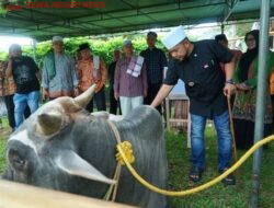 Provinsi Bengkulu Terima Bantuan 11 ekor sapi kurban dari Presiden Republik Indonesia
