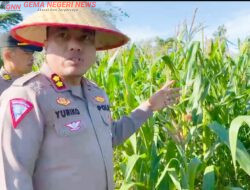 Kapolres Kaur Cek Langsung Lahan Jagung, Pastikan Program Ketahanan Pangan Berjalan Lancar