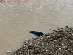 Pria Tanpa Identitas Ditemukan Tewas Mengapung di Gelanggang Pacu Jalur