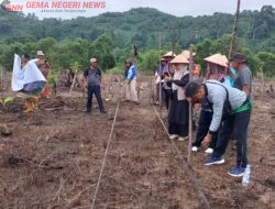 Desa Sukutiga Tanam Perdana Jagung, Dukung Ketahanan Pangan Nasional