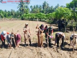 Pemdes Tanjung Betuah Laksanakan Tanam Perdana Jagung, Dukung Ketahanan Pangan 2025