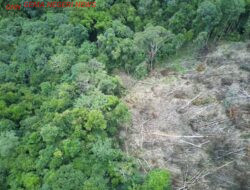 Bukit Sanggul: Hijau yang Dipertaruhkan