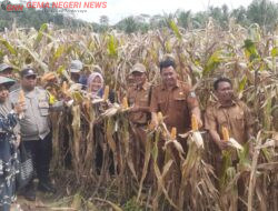Momentum Kemerdekaan, Desa Argomulya Rayakan Panen Perdana Jagung