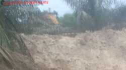 PETI Terbuka di Pinggir Jalan, Negara Dipertaruhkan: Siapa Lindungi Dompeng di Kebun Lado–Petai?