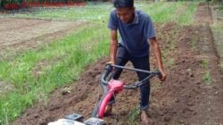 Bajak Gratis Hadir di Seberang Taluk, Pemdes Ringankan Beban Petani dan Dorong Produktivitas