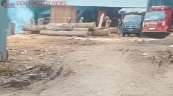 Sawmill Desa Kasang Kembali Beraktivitas Setelah Police Line Terpasang: Di Mana Konsistensi Penegakan Hukum?