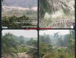 PETI Pulau Lowe: Antara Teater Penertiban dan Kegagalan Substansial Aparat